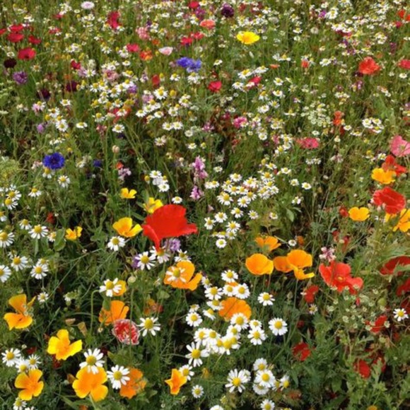 Meet your Posher, Sally - Picture 1 of 1